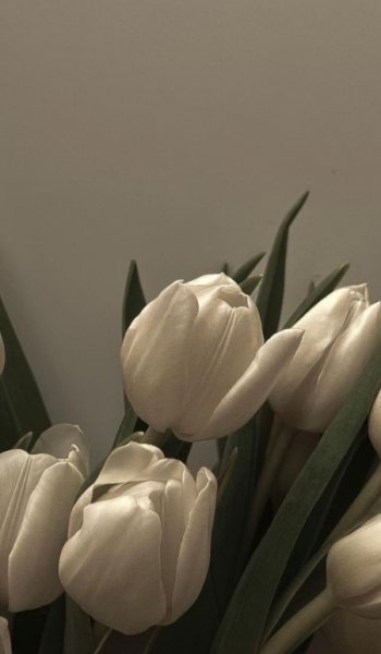  عکس گل لاله قرمز و سفید