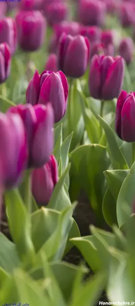 عکس گل لاله با کیفیت بالا