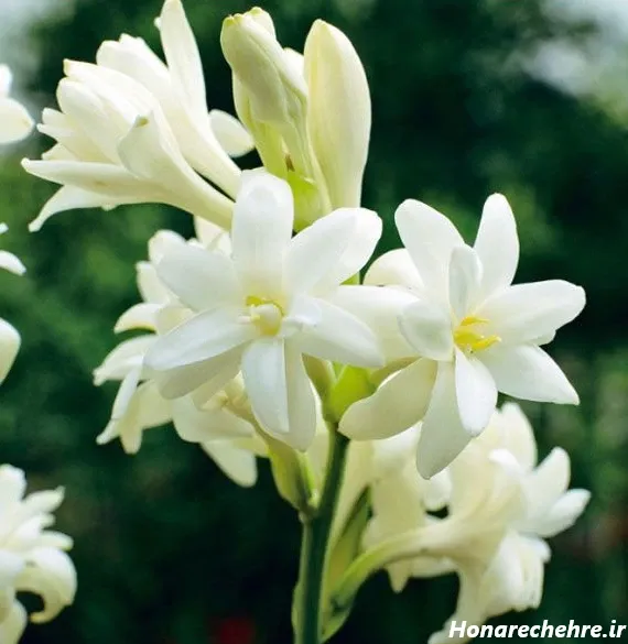  عکس گل لاله با کیفیت بالا