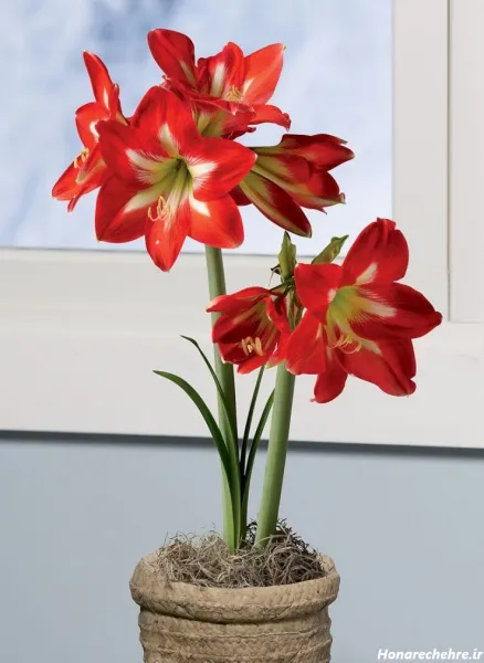  عکس گل لاله با کیفیت بالا