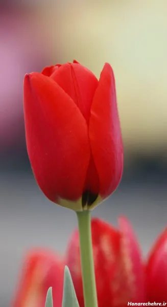  عکس گل لاله با کیفیت بالا