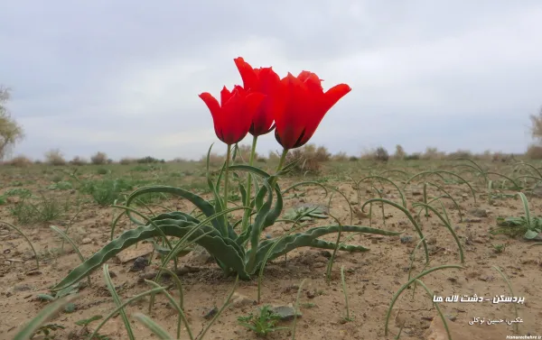  عکس گل لاله با کیفیت بالا