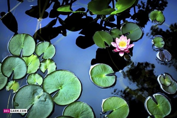  عکس گل نیلوفر آبی هنری