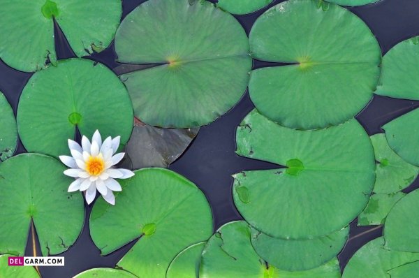  عکس گل نیلوفر آبی هنری