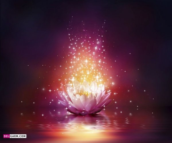  عکس گل نیلوفر آبی هنری