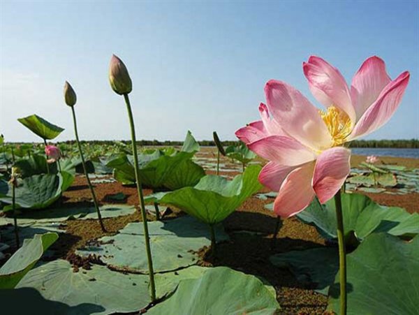 عکس گل نیلوفر آبی برای واتساپ