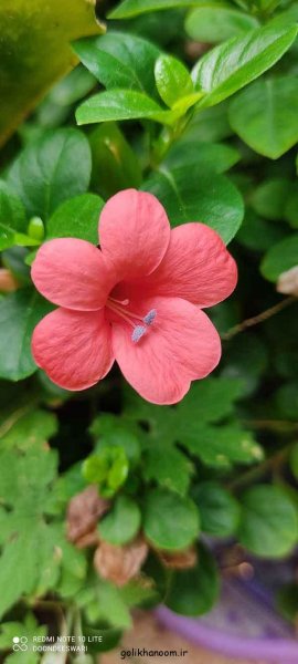 عکس گل های جالب و زیبا