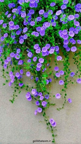 عکس گلهای بسیار زیبای جهان برای پروفایل