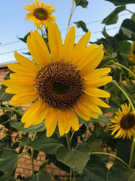 عکس گلهای بسیار زیبای جهان برای پروفایل