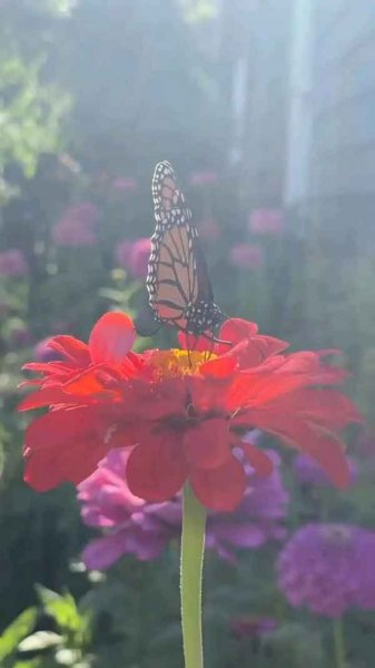 عکس گلهای بسیار زیبای جهان برای پروفایل