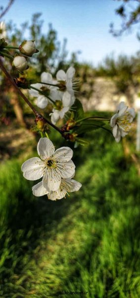 عکس گلهای بسیار زیبای جهان برای پروفایل