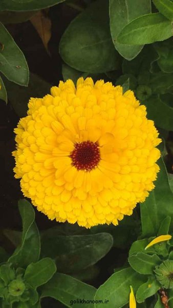  عکس گل های جالب و زیبا