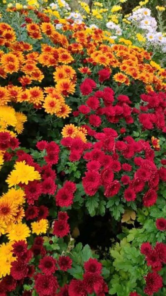 عکس گلهای بسیار زیبای جهان برای پروفایل