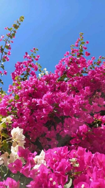  عکس گل های جالب و زیبا