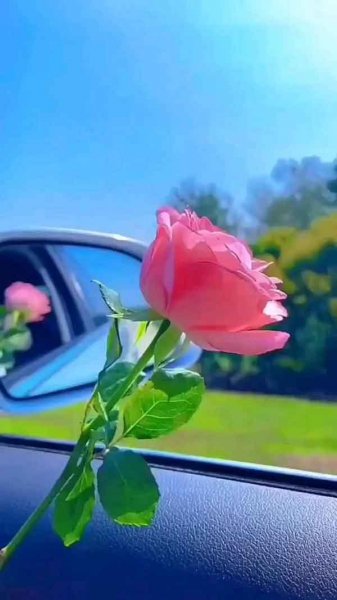  عکس گل های جالب و زیبا