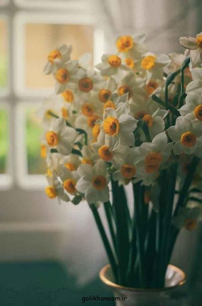 عکس گلهای بسیار زیبای جهان برای پروفایل