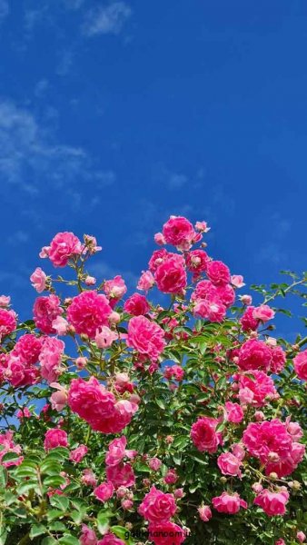 عکس گلهای بسیار زیبای جهان برای پروفایل