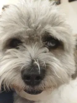 پس زمینه صورتی عروسکی