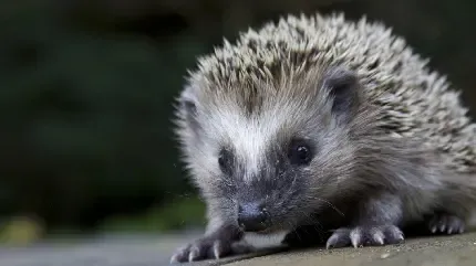 عکس جوجه تیغی برای زمینه کامپیوتر