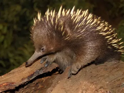 عکس جوجه تیغی وحشی