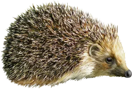  عکس جوجه تیغی برای زمینه کامپیوتر