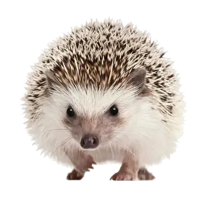 عکس جوجه تیغی وحشی