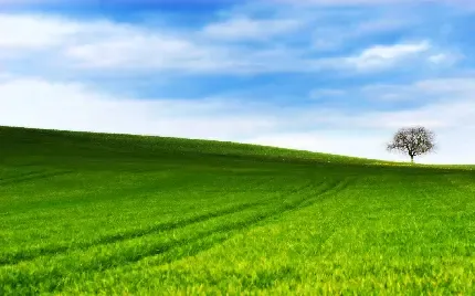  عکس پس زمینه چمنزار با کیفیت بالا