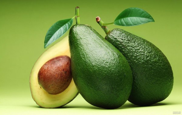  عکس آووکادو واقعی