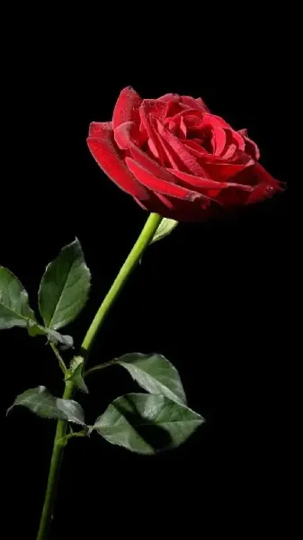  والپیپر رز قرمز هلندی رمانتیک و عاشقانه