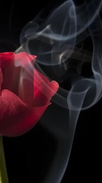  والپیپر رز قرمز هلندی رمانتیک و عاشقانه