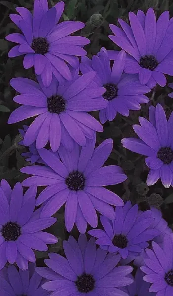  عکس پس زمینه بنفش برای گوشی آیفون