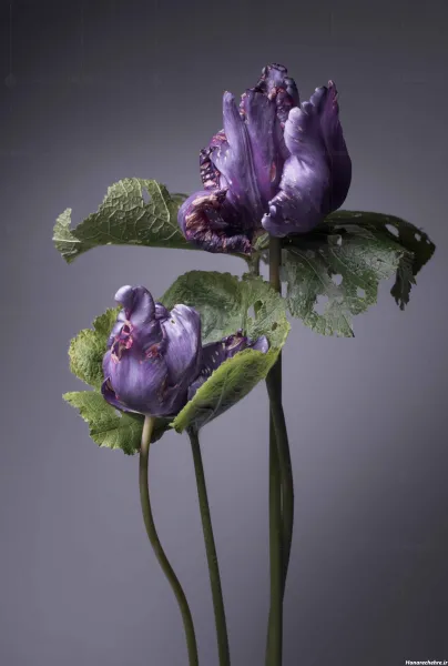  عکس گل رز بنفش برای پروفایل