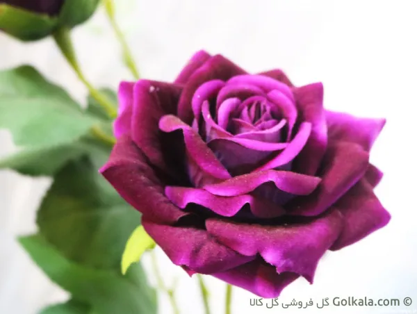  عکس گل رز بنفش برای پروفایل