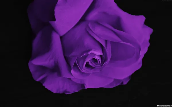  عکس گل رز بنفش برای پروفایل