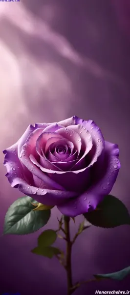  عکس گل رز بنفش برای پروفایل