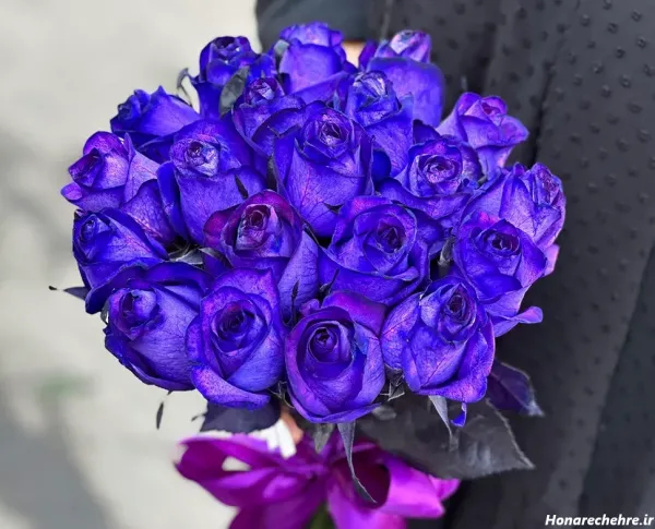  عکس گل رز بنفش برای پروفایل