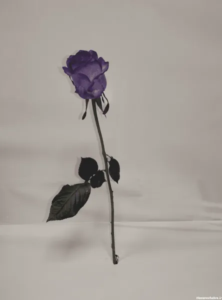  عکس گل رز بنفش برای پروفایل