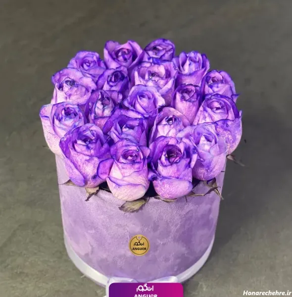  عکس گل رز بنفش برای پروفایل