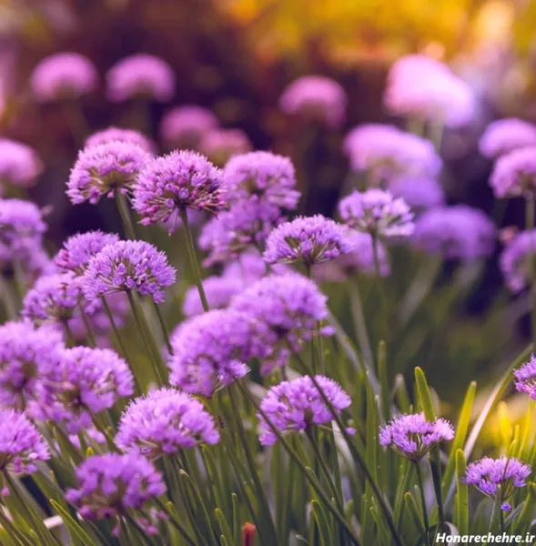  عکس گل بنفش برای پروفایل واتساپ