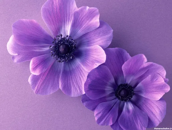  عکس گل بنفش برای پروفایل واتساپ