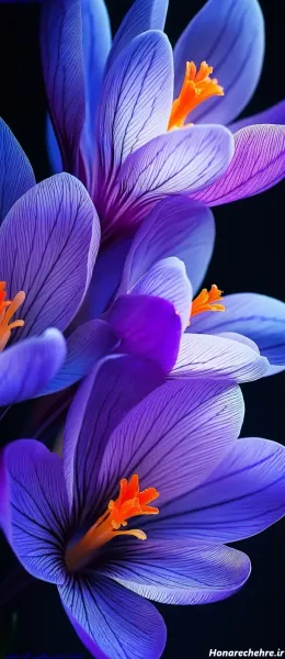  عکس گل بنفش برای پروفایل واتساپ