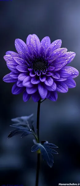  عکس گل بنفش برای پروفایل واتساپ
