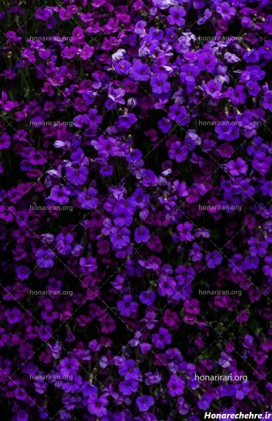  عکس گل بنفش برای پروفایل واتساپ