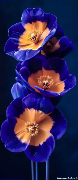  عکس گل بنفش برای پروفایل واتساپ