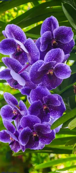  عکس گل بنفش برای پروفایل واتساپ