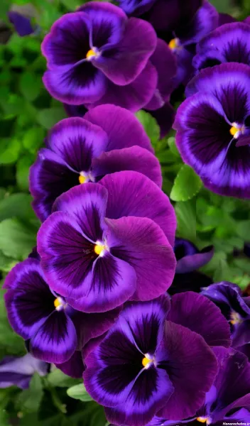  عکس گل بنفش برای پروفایل واتساپ