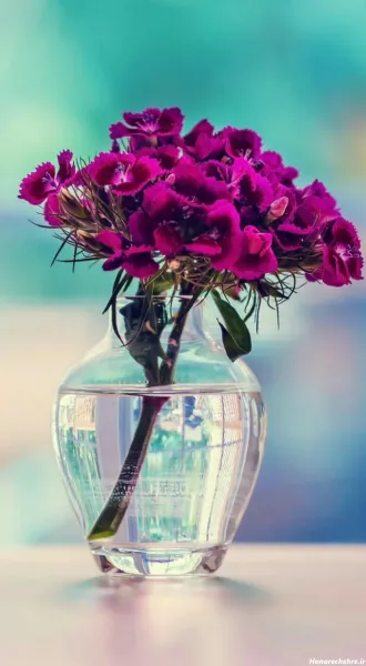  عکس گل بنفش برای پروفایل واتساپ