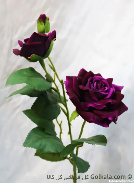  عکس گل رز بنفش مخملی