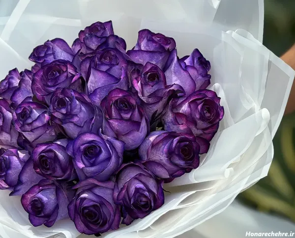  عکس گل رز بنفش مخملی