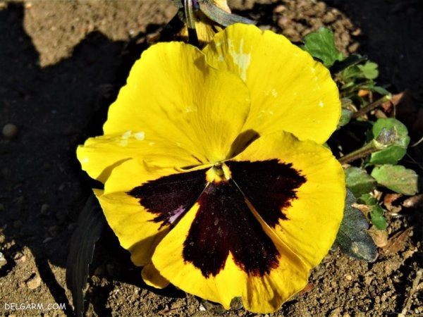  عکس گل بنفشه زیبا